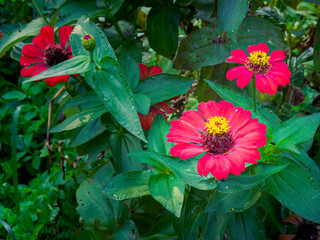  A bunch blossom red flowers with yellow centers. The flowers are in a green bush. Spring bush a...
