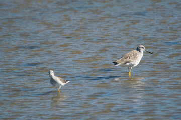 Lesser yellowlegs fishing in the lagoon , in Mar Chiquita , Buenos Aires , Argentina