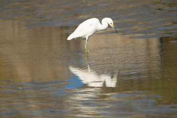 White heron fishing in the lagoon