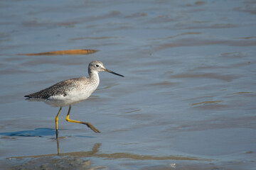 Lesser yellowlegs fishing in the lagoon , in Mar Chiquita , Buenos Aires , Argentina