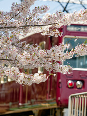 満開に咲く桜の花の横を通過していく電車の後端
