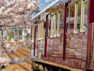 通過する列車の車体に映る線路沿いに咲く桜の花