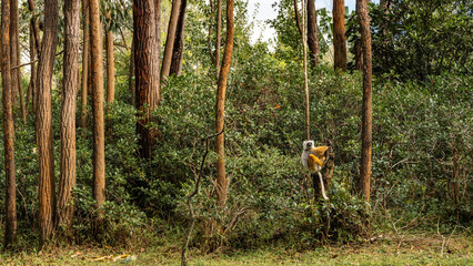 Fototapeta premium The verreaux's sifaka lemur sits on a tree in the rain forest, holding onto the trunk with its paws. Fluffy fur, long tail, shiny eyes. Tropical plants all around. Madagascar. Vakona Forest Reserve