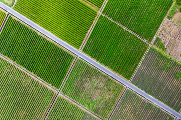 Aerial view of green tea plantation in Ningbo, China