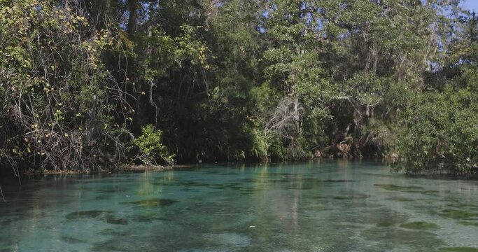Above water view of Weeki Wachee natural spring, vegetation and birds