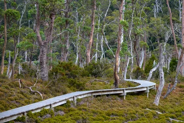 Afwasbaar behang Cradle Mountain Boardwalk through the forest