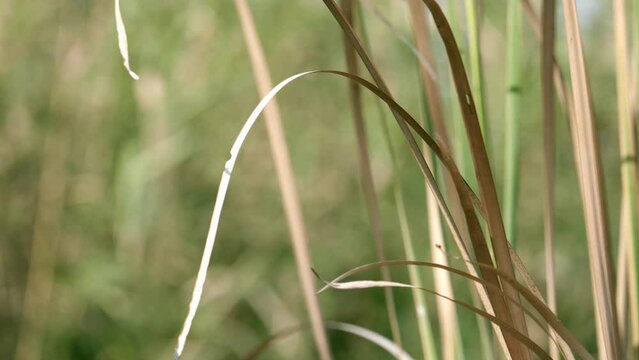 Swaying and bending as it gets blown by the wind, the blades of grass of Brachiaria mutica also known as buffalo grass are cultivated for cattle feeding in pastures all over the world.