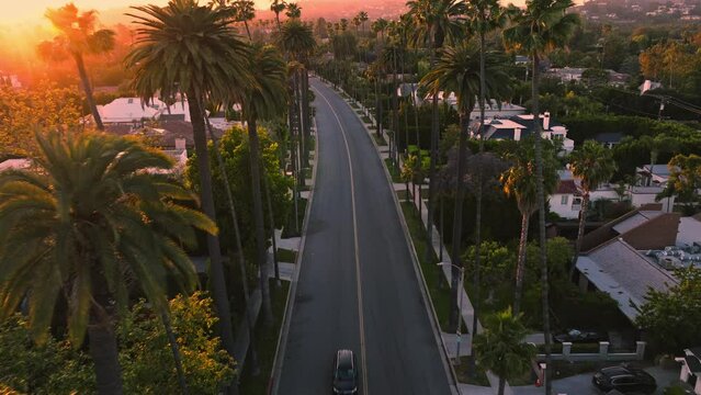 Aerial Drone Shot, Flying Over Iconic Beverly Hills Street at Golden Hour, Palm Trees Lining Street as Cars Drive By Upscale Houses