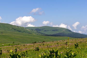 Fototapeta premium Walking on the subalpine at the beginning of the summer season, the period of exuberant flowering of plants.
