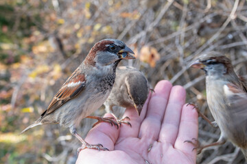 Sparrow eats seeds from a man's hand