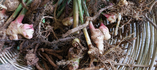 Organic ginger freshly harvested from the ground 