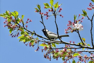 japanese tit on a cherry tree