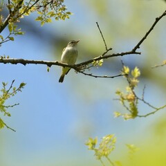 eastern crowned warbler in a forest