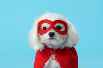 Cute little dog in superhero costume on blue background
