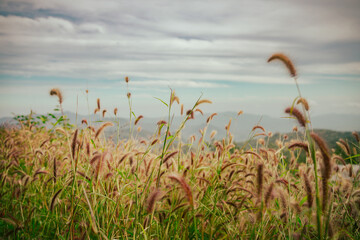 Blady grass. It is used for thatching the roofs of traditional homes.   ... - obrazy, fototapety, plakaty