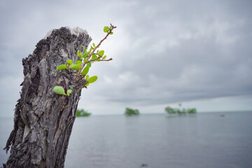 Close up of mangrove trunk with new leaves.