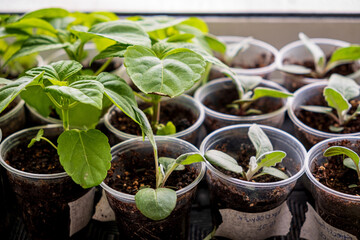 plant in a soil as a vegetable cultivated concept