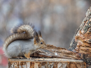 A squirrel sits on a stump and eats nuts in autumn.