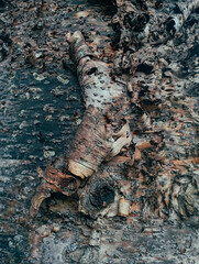 Texture of old tree trunk. Old skin illustration.