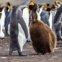 A King Penguin (Aptenodytes patagonicus) feeding a chick.