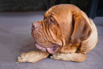 Lazy dog sleeping on the floor.