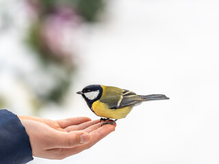A tit sits on a man's hand and eats seeds.