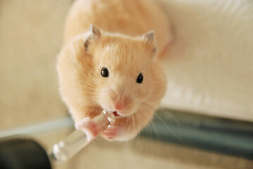 Golden hamster eating white sesame seeds