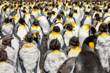 King Penguins (Aptenodytes patagonicus) in a colony -  catastrophic moult.
