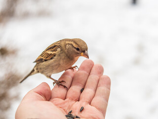 A sparrow sits on a man's hand and eats seeds.