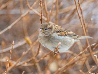 Sparrow sits on a branch without leaves.