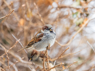 Sparrow sits on a branch without leaves.