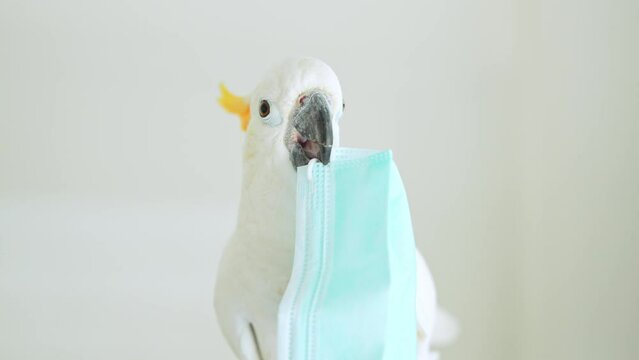 A white cockatoo with an orange crest lives in a house without a cage. Citron-crested cockatoo is biting a toy in a relaxed and happy way.