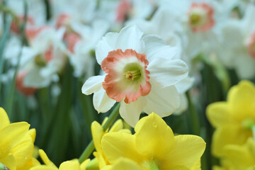 White narcissus (Pink Parasol Daffodil)