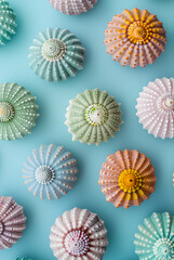 Pastellfarbene Seeigel Schalen auf hellblauem Hintergrund angeordnet, Flatlay, Draufsicht