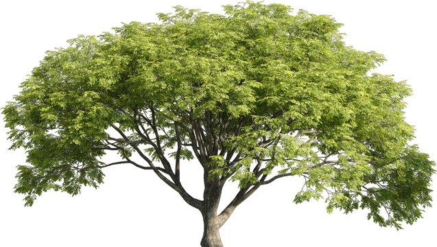 Realistic 3D rendering of a tree on transparent background, suitable for architecture visualization, presentation background, 2D or 3D illustration  digital composition