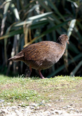 Bird walking on the ground