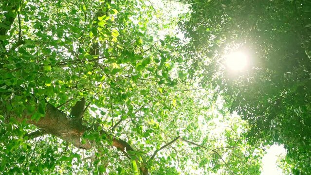Sunlight is seen through the branches and the leaves. The leaves of the big trees swayed in the breeze. There was sunlight shining through the shimmering leaves.
