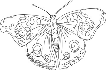 Hand drawn butterfly illustration on transparent background.
