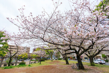 都市公園で満開に咲く美しいソメイヨシノ（桜）。

日本国神奈川県川崎市、渡田新町公園にて。
2024年4月12日撮影。

Beautiful Someiyoshino sakura (Cerasus x yedoensis, cherry blossom) in full bloom in city parks.

At Kawasaki park,Kawasaki City, Kanagawa 