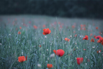 Obraz premium Poppy field, Remembrance day, Memorial Anzac day banner.