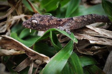 House lizard looking for food among the grass.