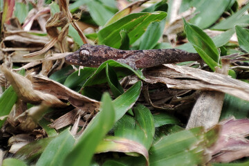 House lizard looking for food among the grass.