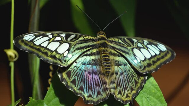 Close up of a clipper butterfly resting on a leaf and then flies away