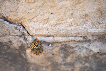 Wasps protecting nest on the stone wall.