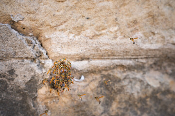 Wasps protecting nest on the stone wall.