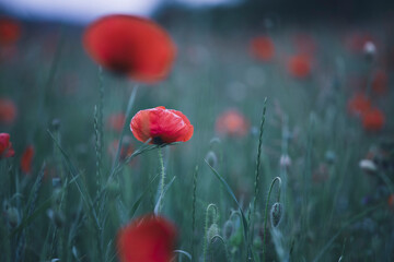Naklejka premium Poppy field, Remembrance day, Memorial Anzac day banner.
