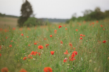 Poppy field, Remembrance day, Memorial Anzac day banner.