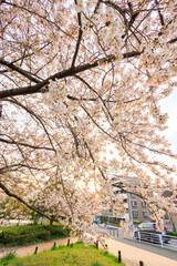 夕日に染まる川辺で満開に咲く美しいソメイヨシノ（桜）。

日本国神奈川県横浜市鶴見区、鶴見川にて。
2024年4月12日撮影。

Beautiful Someiyoshino sakura (Cerasus x yedoensis, cherry blossom) in full bloom by the riverside at sunset.

At Tsurumi River, Tsurum