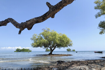 mangrove tree with blue sky and sea background.