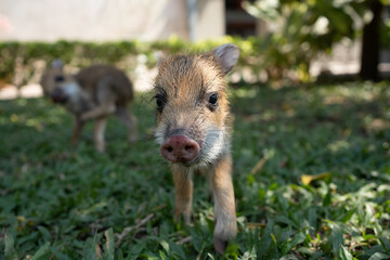 A couple of baby warthog or piglet. One of the piglet looking at camera.